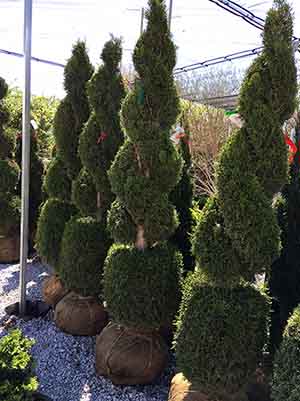 Double Spiral Thuja with Ball Live Topiary 6   7 Foot Tall